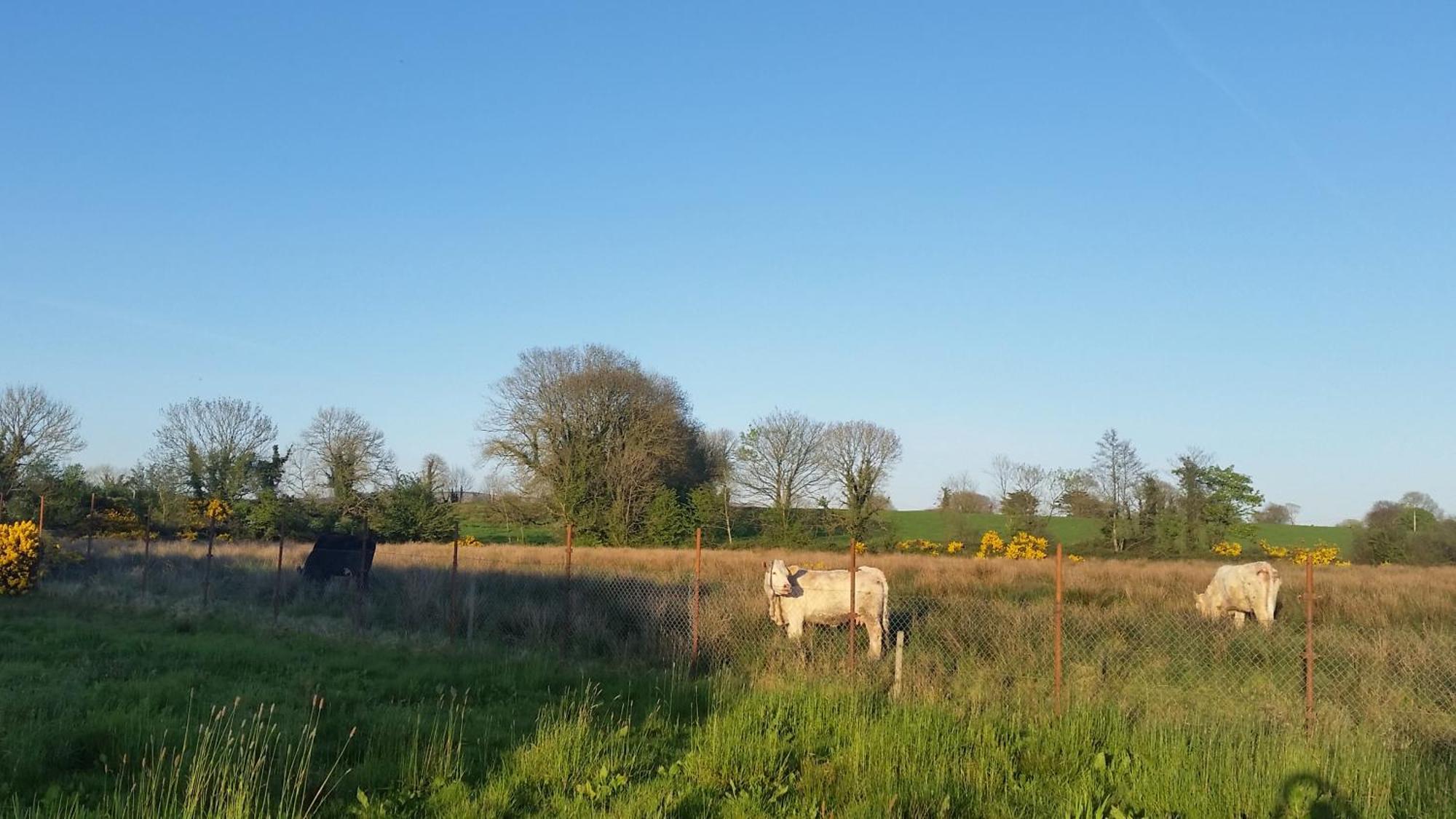 Cloghan Lodge Castleisland Szoba fotó